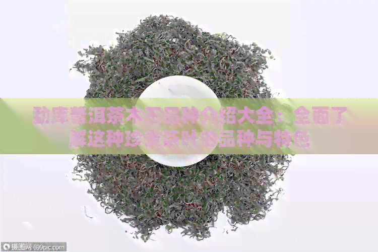 勐库普洱茶木王品种介绍大全：全面了解这种珍贵茶叶的品种与特色