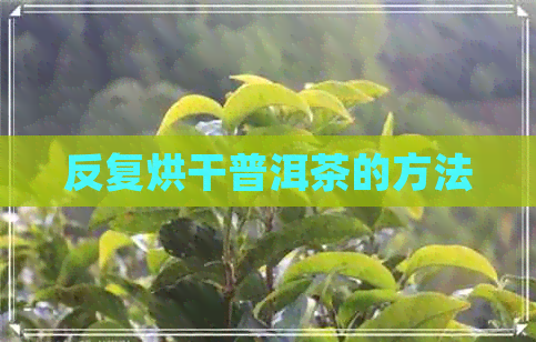 反复烘干普洱茶的方法