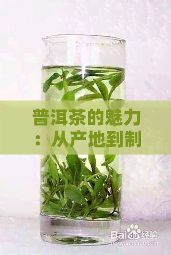 普洱茶的魅力：从产地到制作工艺，央视全方位解析普洱茶的奥秘与品鉴技巧