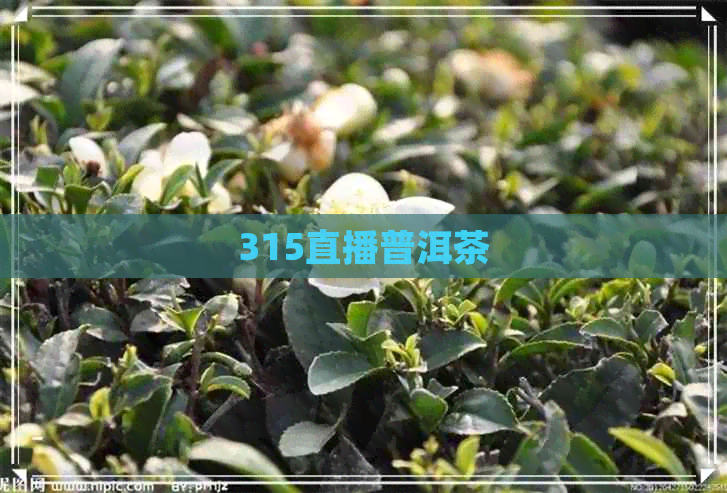 315直播普洱茶