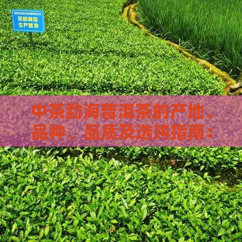 中茶勐海普洱茶的产地、品种、品质及选购指南：一篇全面解答