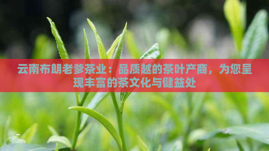 云南布朗老爹茶业：品质越的茶叶产商，为您呈现丰富的茶文化与健益处