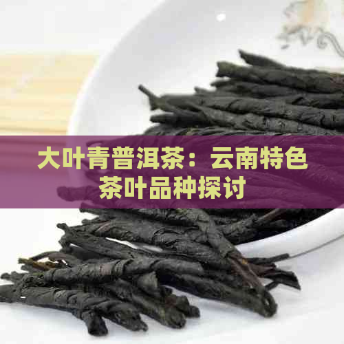 大叶青普洱茶：云南特色茶叶品种探讨