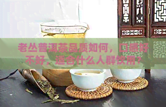 老丛普洱茶品质如何，口感好不好，适合什么人群饮用？