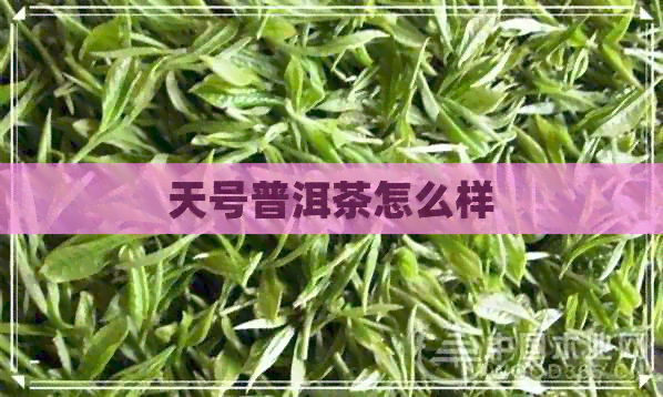 天号普洱茶怎么样