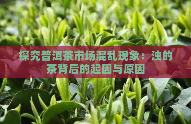 探究普洱茶市场混乱现象：浊的茶背后的起因与原因