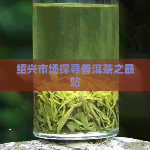 绍兴市场探寻普洱茶之最站