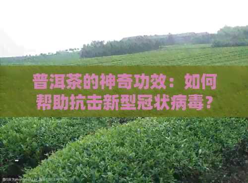 普洱茶的神奇功效：如何帮助抗击新型冠状病？