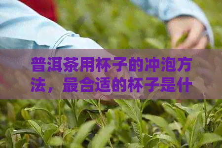 普洱茶用杯子的冲泡方法，最合适的杯子是什么？