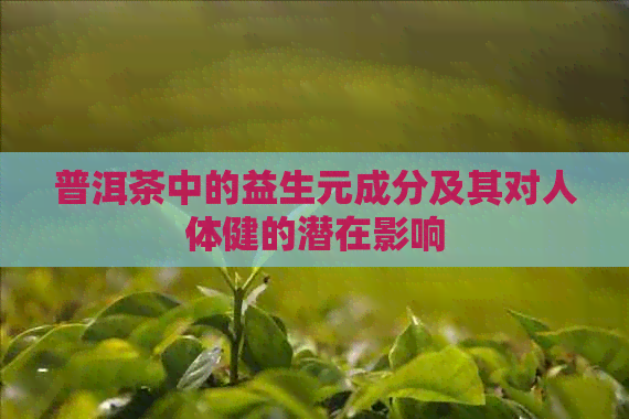 普洱茶中的益生元成分及其对人体健的潜在影响