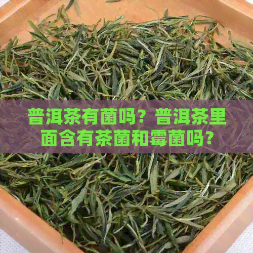 普洱茶有菌吗？普洱茶里面含有茶菌和霉菌吗？