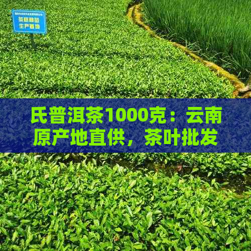 氏普洱茶1000克：云南原产地直供，茶叶批发优价