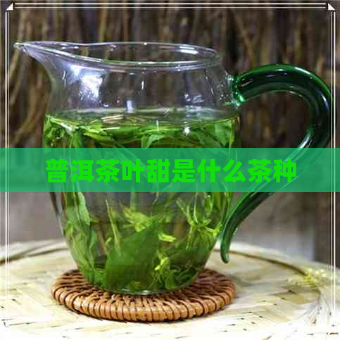普洱茶叶甜是什么茶种