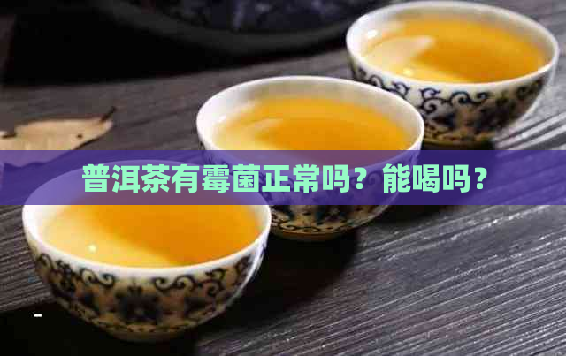普洱茶有霉菌正常吗？能喝吗？