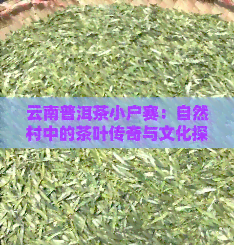 云南普洱茶小户赛：自然村中的茶叶传奇与文化探索