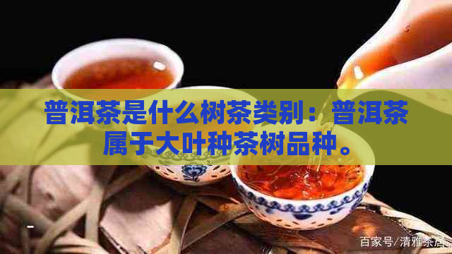 普洱茶是什么树茶类别：普洱茶属于大叶种茶树品种。
