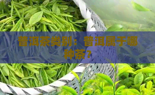 普洱茶类别：普洱属于哪种茶？