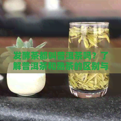 发酵茶都叫普洱茶吗？了解普洱茶和熟茶的区别与联系