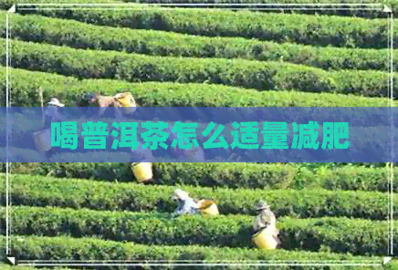 喝普洱茶怎么适量减肥