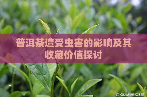 普洱茶遭受虫害的影响及其收藏价值探讨