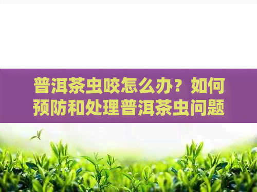 普洱茶虫咬怎么办？如何预防和处理普洱茶虫问题？