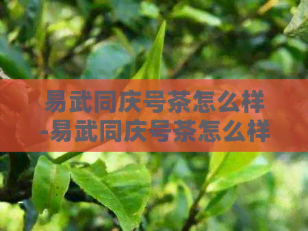 易武同庆号茶怎么样-易武同庆号茶怎么样好喝吗