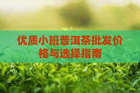 优质小班普洱茶批发价格与选择指南