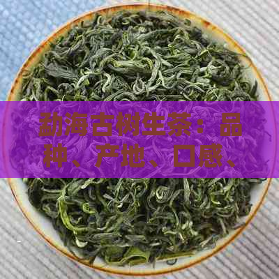 勐海古树生茶：品种、产地、口感、功效及冲泡方法全面解析