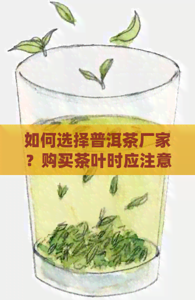 如何选择普洱茶厂家？购买茶叶时应注意哪些事项？现在就来全面了解一下吧！