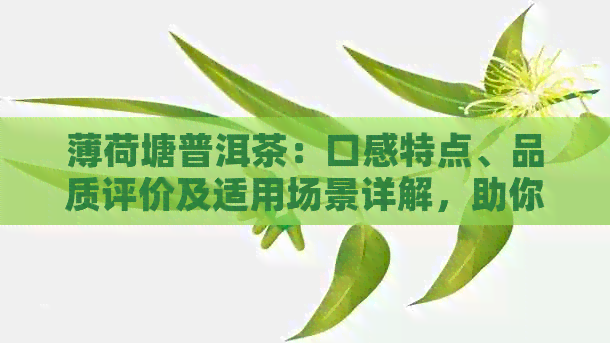 薄荷塘普洱茶：口感特点、品质评价及适用场景详解，助你全面了解这款茶叶