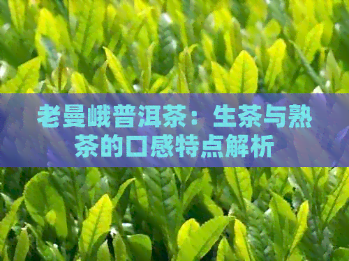 老曼峨普洱茶：生茶与熟茶的口感特点解析