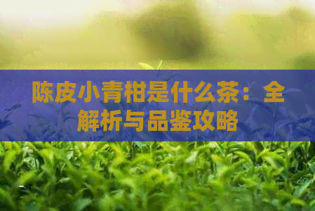 陈皮小青柑是什么茶：全解析与品鉴攻略