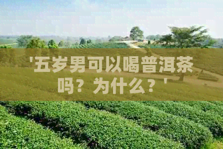 '五岁男可以喝普洱茶吗？为什么？'