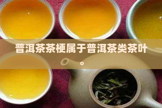 普洱茶茶梗属于普洱茶类茶叶。