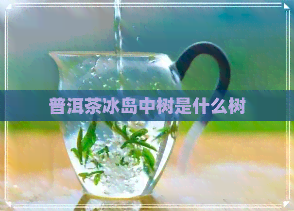 普洱茶冰岛中树是什么树