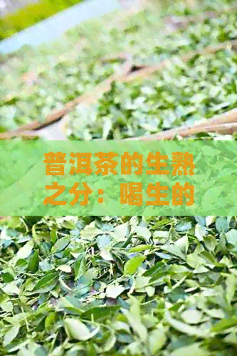 普洱茶的生熟之分：喝生的普洱茶是否可行以及其利弊解析