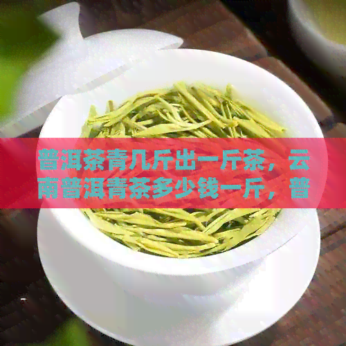 普洱茶青几斤出一斤茶，云南普洱青茶多少钱一斤，普洱茶青几年能喝？