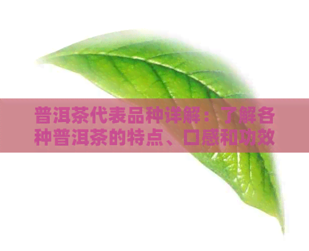 普洱茶代表品种详解：了解各种普洱茶的特点、口感和功效