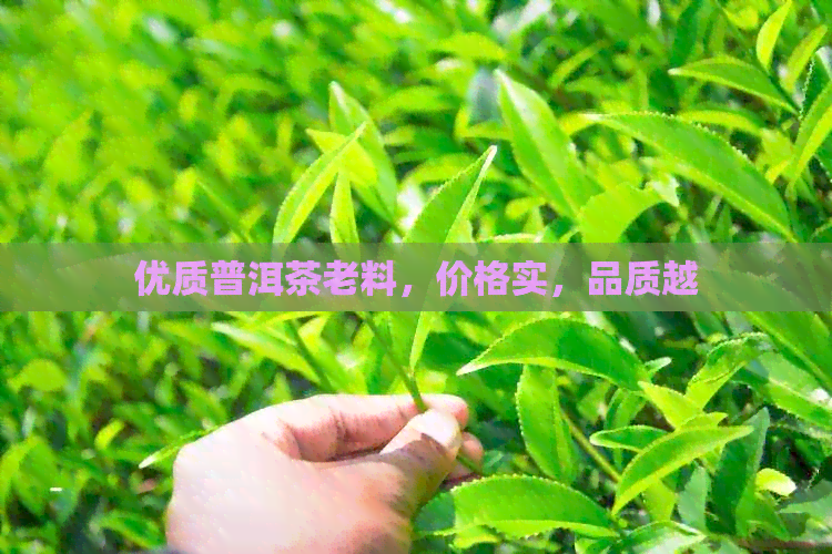 优质普洱茶老料，价格实，品质越