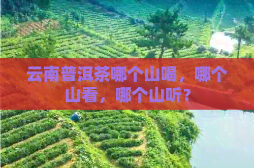 云南普洱茶哪个山喝，哪个山看，哪个山听？