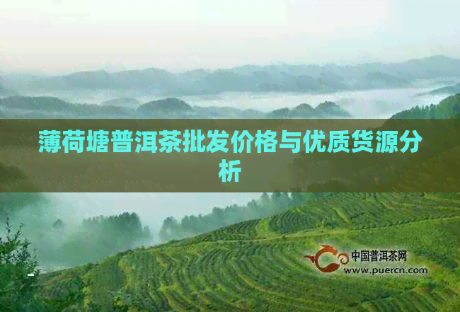 薄荷塘普洱茶批发价格与优质货源分析