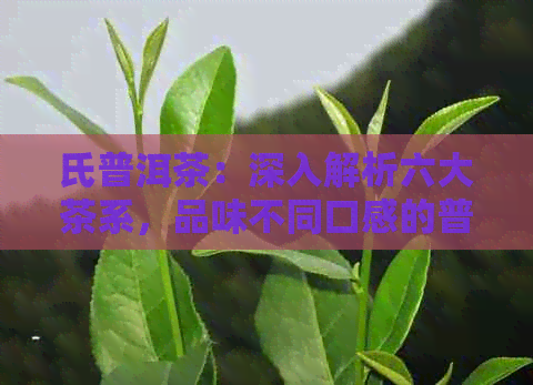 氏普洱茶：深入解析六大茶系，品味不同口感的普洱茶世界