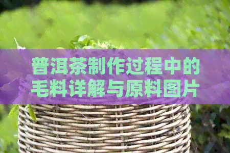 普洱茶制作过程中的毛料详解与原料图片分析