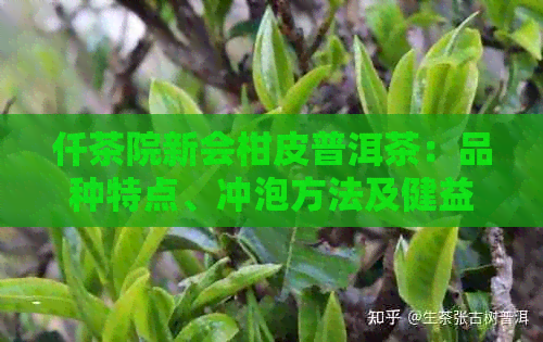 仟茶院新会柑皮普洱茶：品种特点、冲泡方法及健益处一网打尽