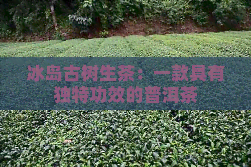 冰岛古树生茶：一款具有独特功效的普洱茶