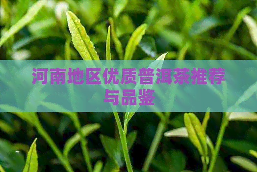 河南地区优质普洱茶推荐与品鉴