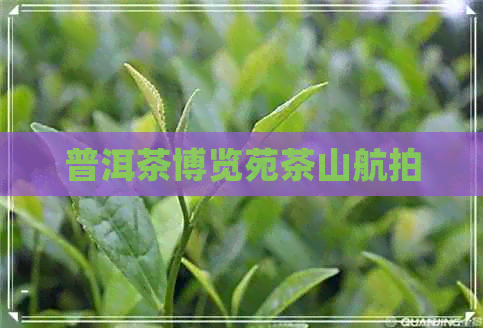 普洱茶博览苑茶山航拍