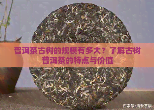 普洱茶古树的规模有多大？了解古树普洱茶的特点与价值