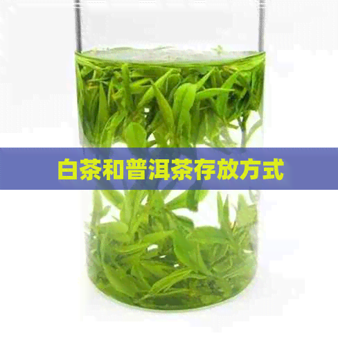 白茶和普洱茶存放方式