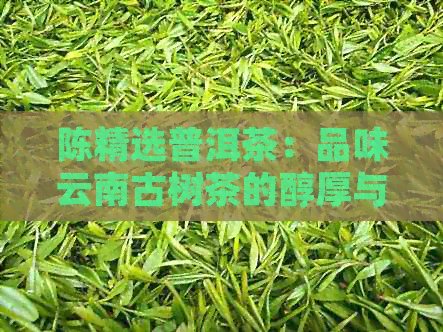 陈精选普洱茶：品味云南古树茶的醇厚与回，感受极品茶香的独特魅力